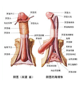 石河子陰莖延長增粗去哪里