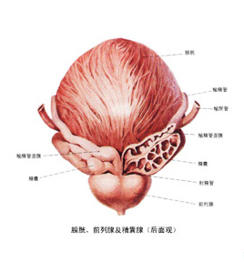 石河子治療前列腺炎