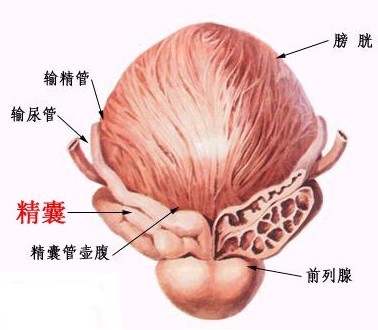 治療前列腺痛的費用