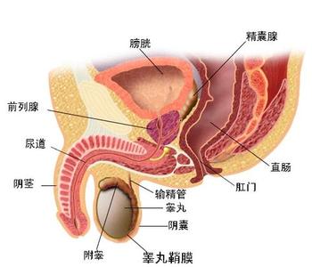 前列腺增大癥狀、病因,、治療