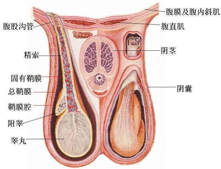 睪丸痛