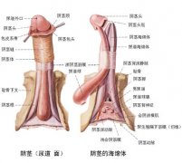 射精障礙有哪幾種情況