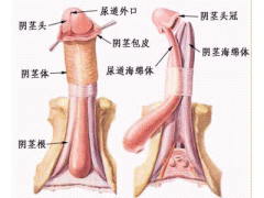 射精障礙會有哪些治療誤區(qū)