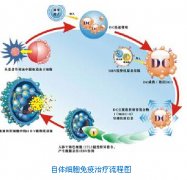 治療生殖器皰疹的費(fèi)用