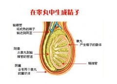 弱精癥治療多少錢