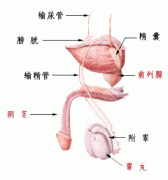 膀胱炎帶來的危害是什么