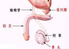 陰莖彎曲的檢查