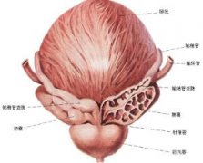 前列腺腫大的原因