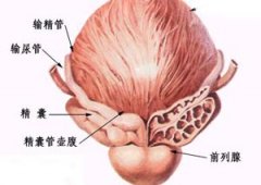 關于前列腺痛的問題