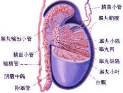 睪丸炎的治療費(fèi)用